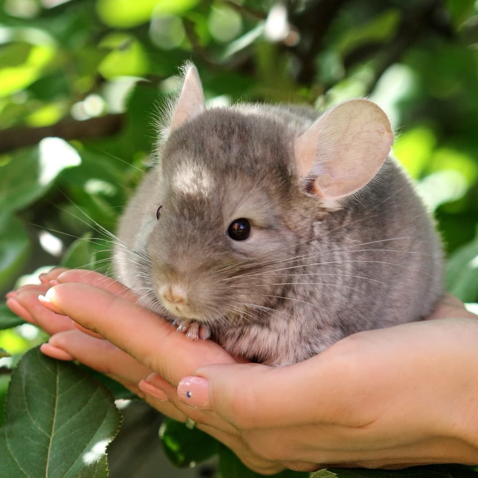 A chinchilla — the kind of pocket pet we care for