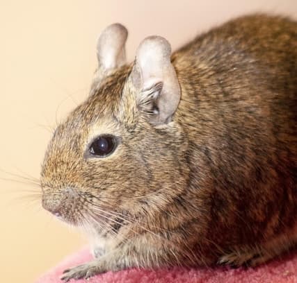 Degu