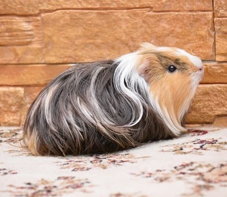 Guinea pig