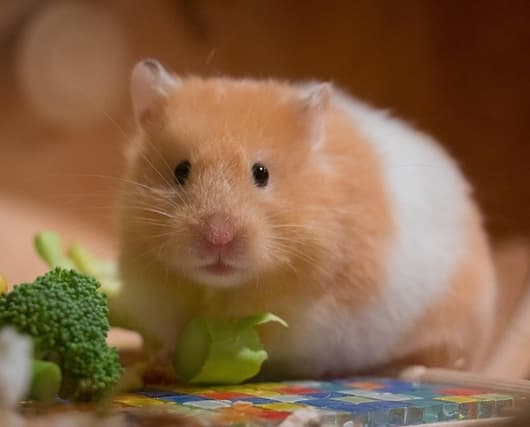 Hamster