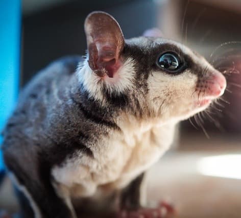 Sugar glider